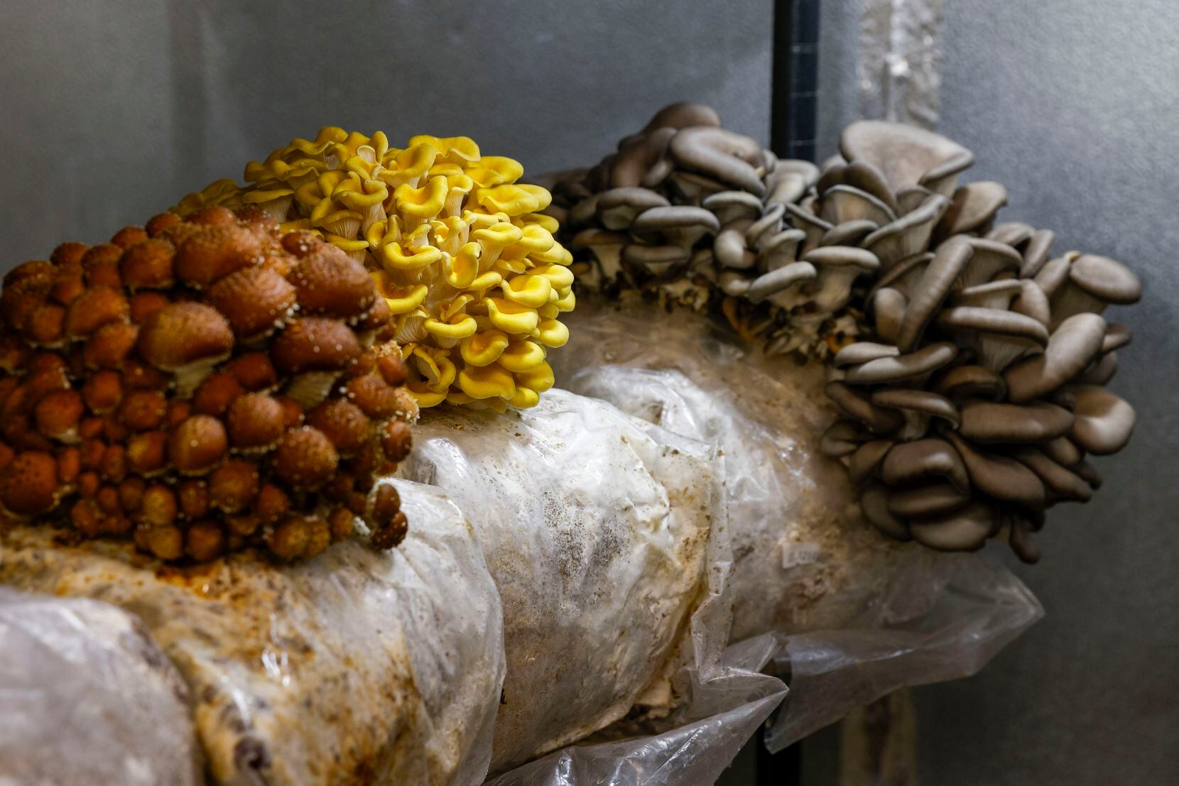 Clusters of Chestnut (left), Golden Oyster (center) and Blue Oyster mushrooms grow at Texas...