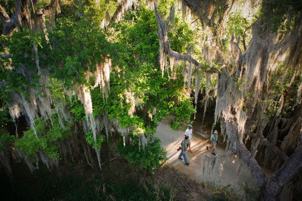 A group of birdwatchers stroll under branches draped with Spanish moss at Santa Ana National...