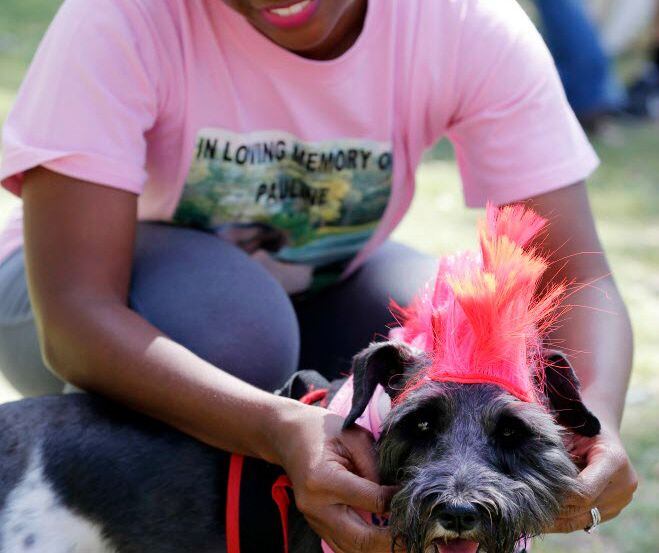 A miniature Schnauzer in a pink mohawk attends an American Cancer Society Bar For Life event...