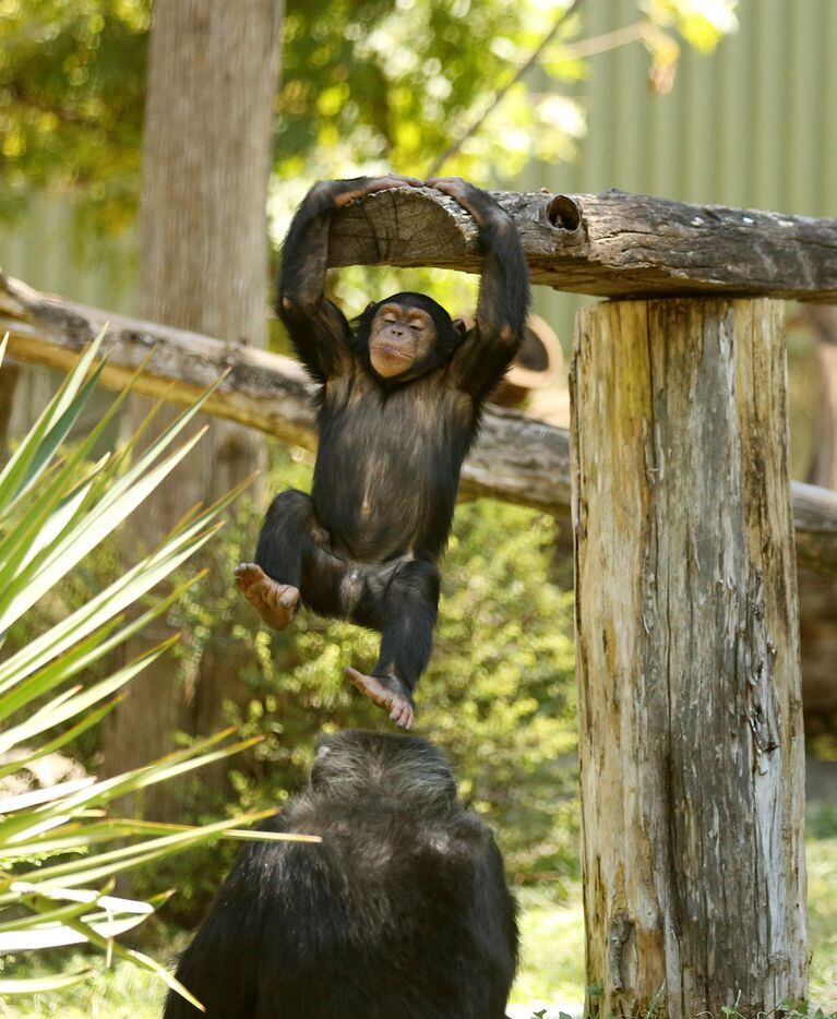 Mshindi, a chimpanzee, plays at the Dallas Zoo.