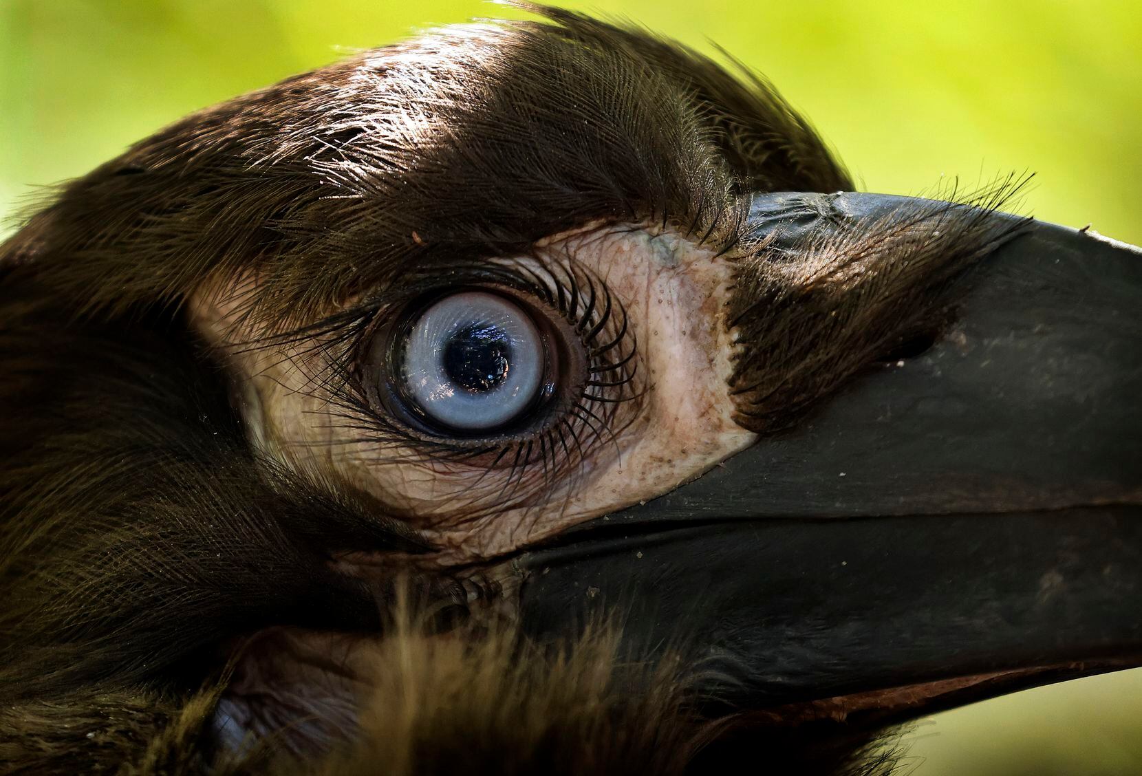 Distinctive feather lashes circle the eye of Kune, a southern ground hornbill that was hatched at the Dallas Zoo in the summer and cared for by Ann Knutson, assistant zoological manager of birds. The zoo has a family of hornbills and has raised hornbill chicks since 2017.
