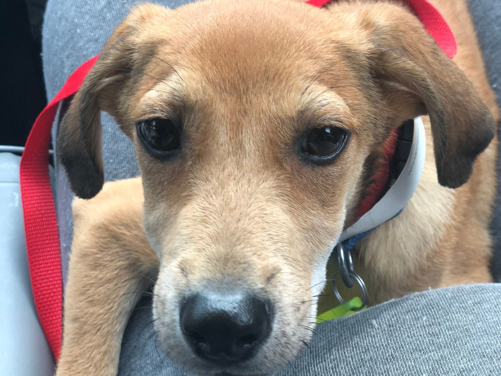 Hobie the puppy, just after his adoption by Audrey and Mike Schott.  Rescuers found him abandoned around 3 months old on a road in Kentucky.