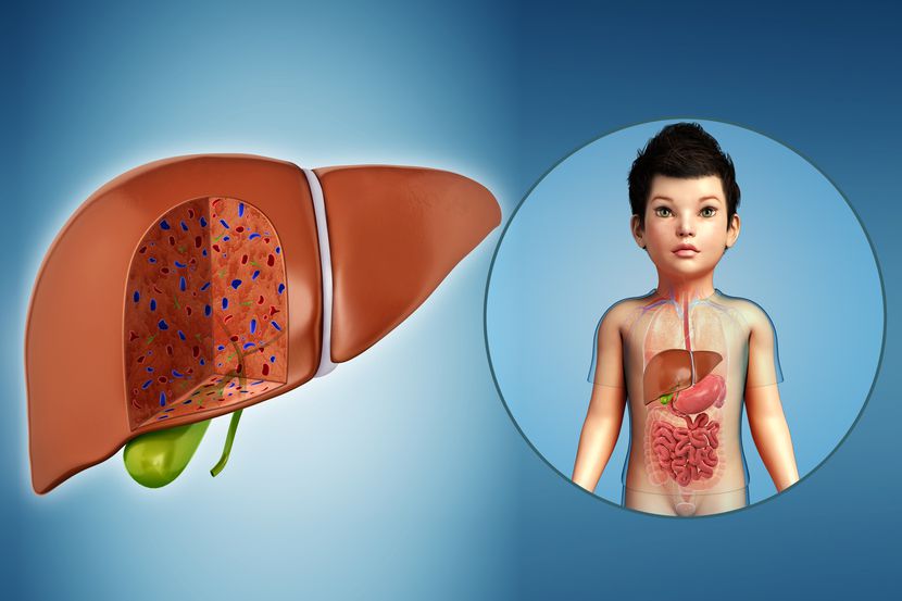 Ilustración del hígado de un niño. Autoridades sanitarias detectaron casos extraños de...