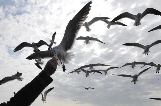 You can find deals where the gulls are: Galveston, South Padre Island and  Corpus Christi/Port Aransas.