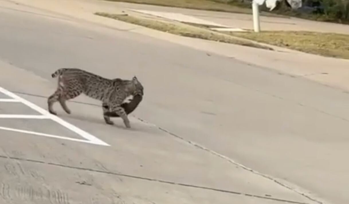 Un gato montés cruzando una calle en Plano esta semana.
