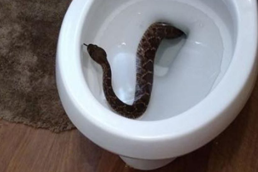 Una serpiente en el inodoro llevó a descubrir 13 más,
