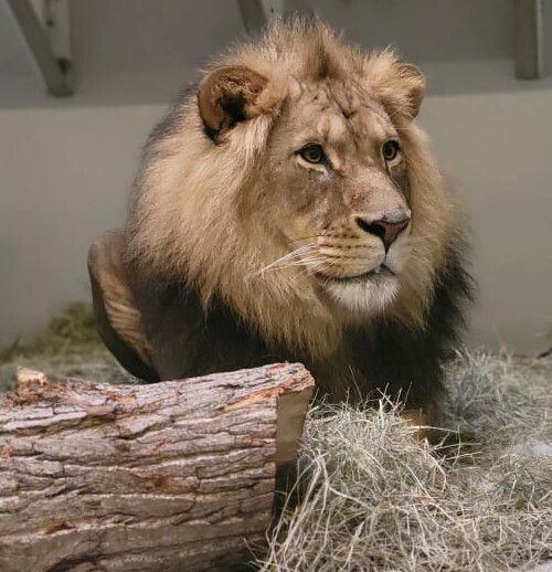 Trijų liūtų jauniklių, gimusių Dalaso zoologijos sode 2021 m. rugpjūtį, tėvas Kijani...