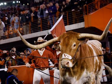 Bevo, the Texas Longhorns mascot, enters DKR Texas Memorial Stadium in Austin before the TCU...