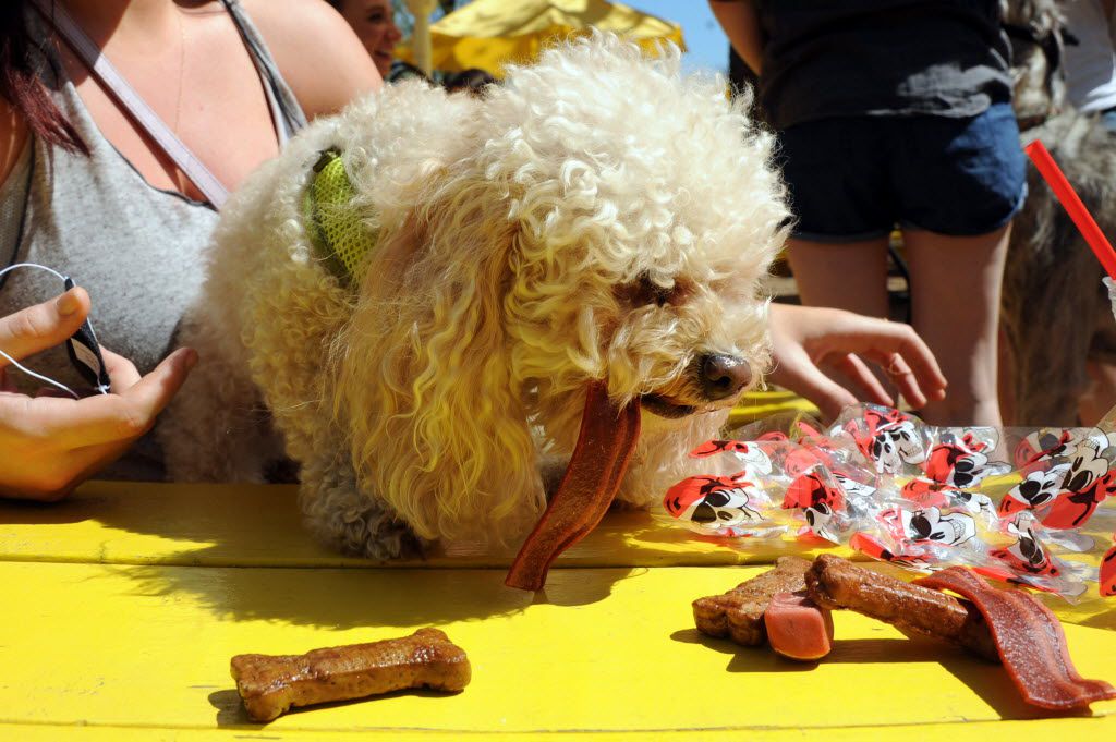 Murphy opens his party bag to find an assortment of treats at Nelson the Golden Doodle and...