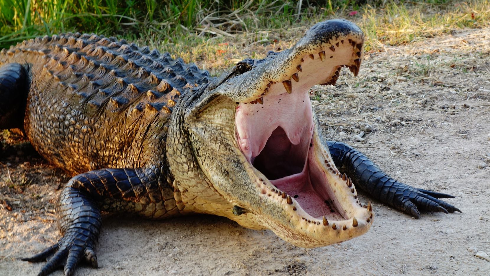 Video: Capturan a un enorme caimán con tres patas en un vecindario en Texas