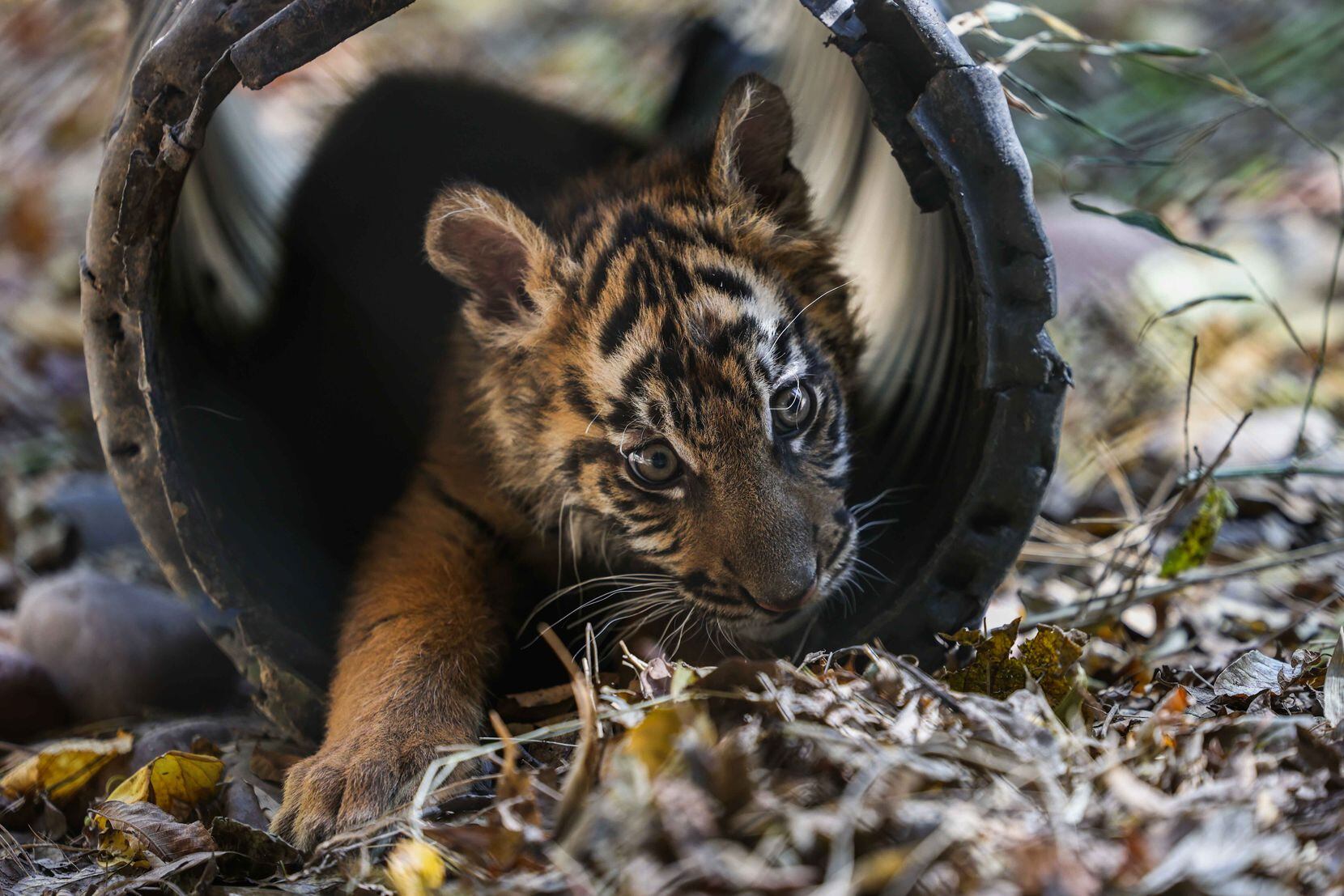Dallas Zoo's 3-month-old Sumatran tiger cub gearing up for full