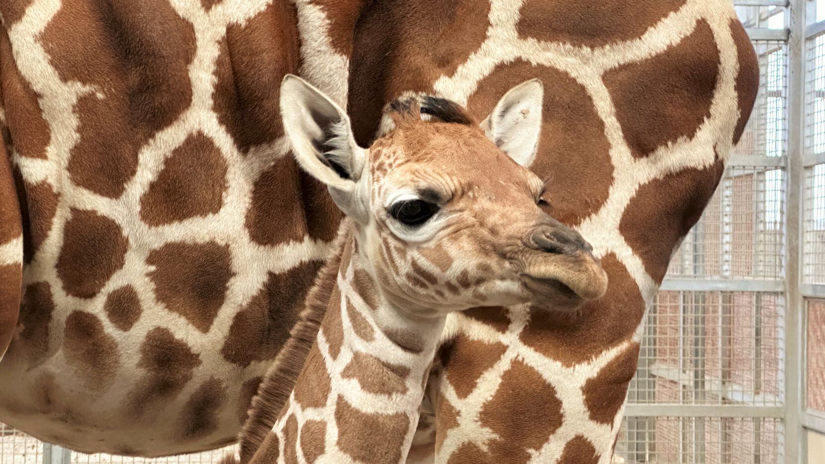 The Dallas Zoo welcomed a baby giraffe to the herd earlier this month on March 19 to mom...