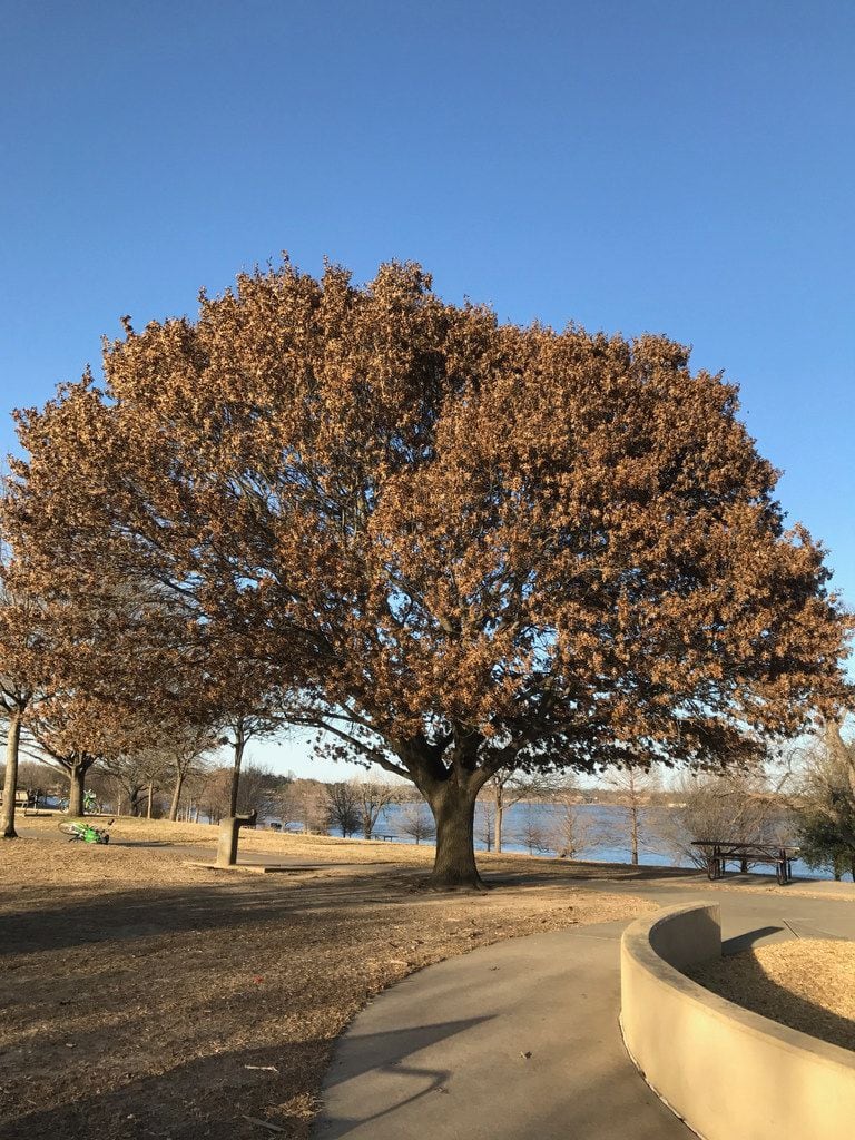 Sudden branch drop can happen to oak trees and other popular trees.