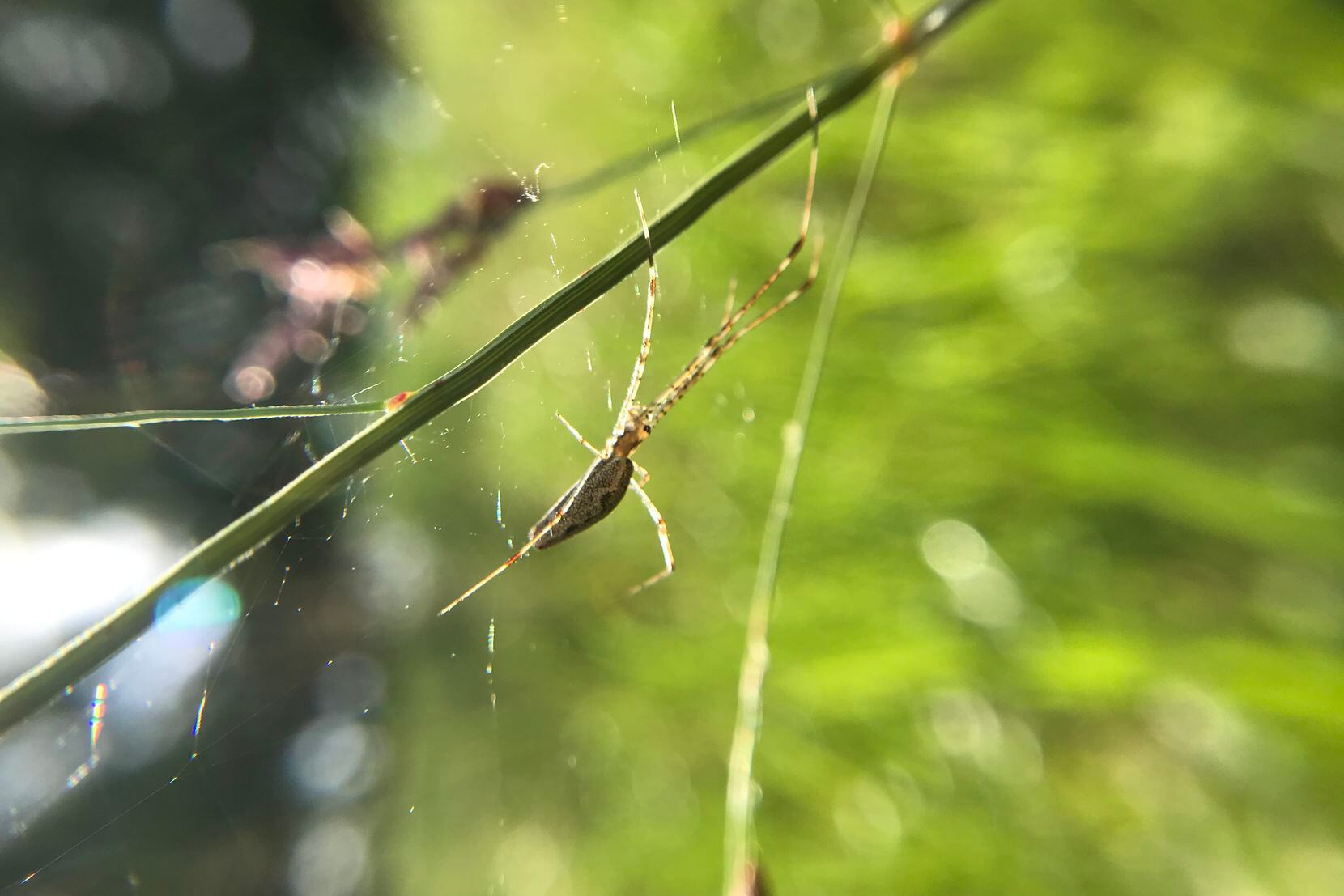 Untangling spider webs — Harvard Gazette