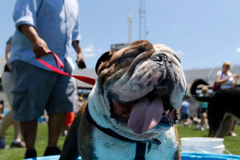 Robby Robertson lets his bulldog Titan wade in the kiddie pool at the Dog Bowl at Fair...