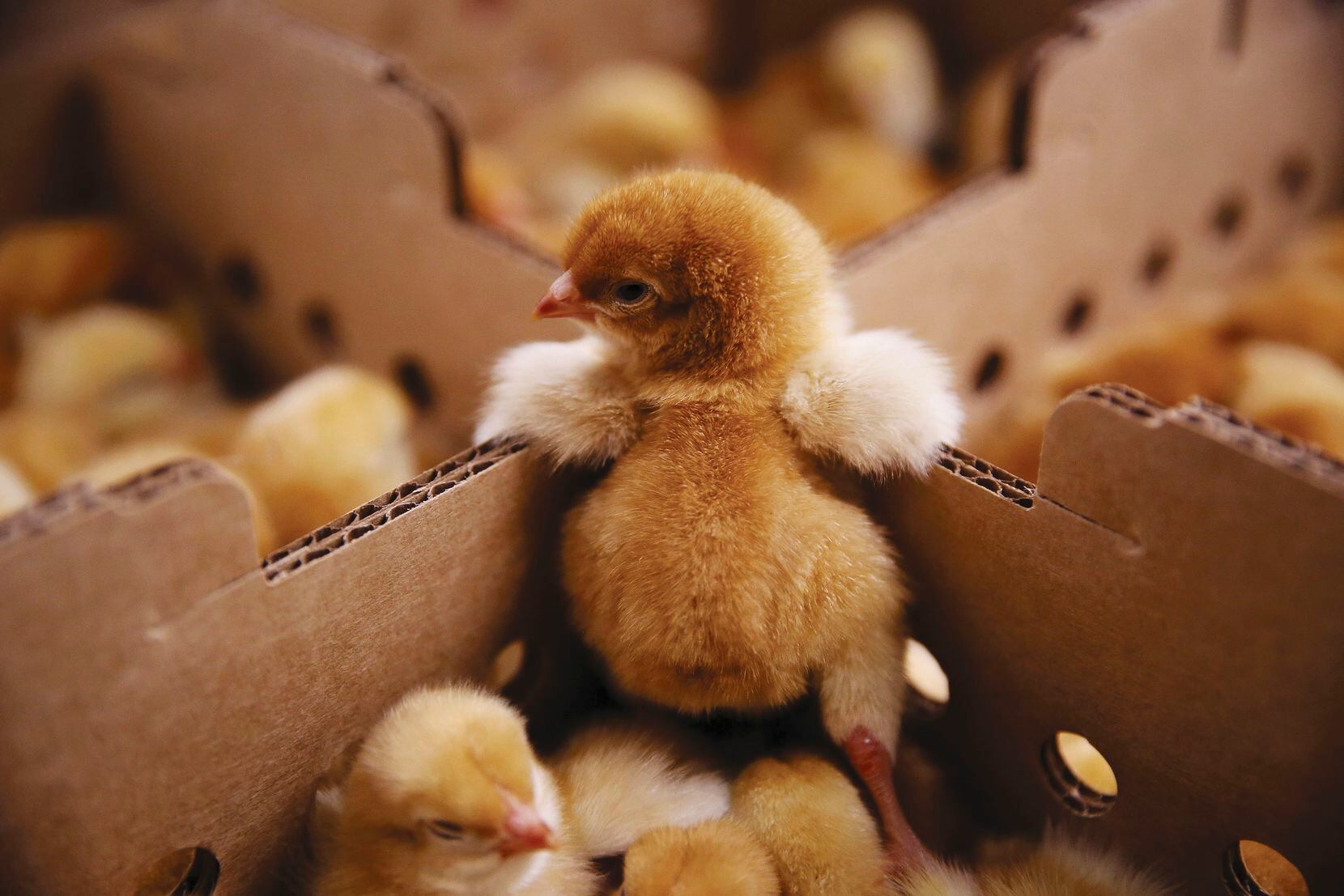 A chick props itself up after being sorted at Freedom Ranger Hatchery in Reinholds, Pa. The business hatched 70,000 chicks Feb. 7, and about 100 Redbro chicks went to Bonton Farms in Dallas. They were ultimately bound for the dinner tables at Cafe Momentum.