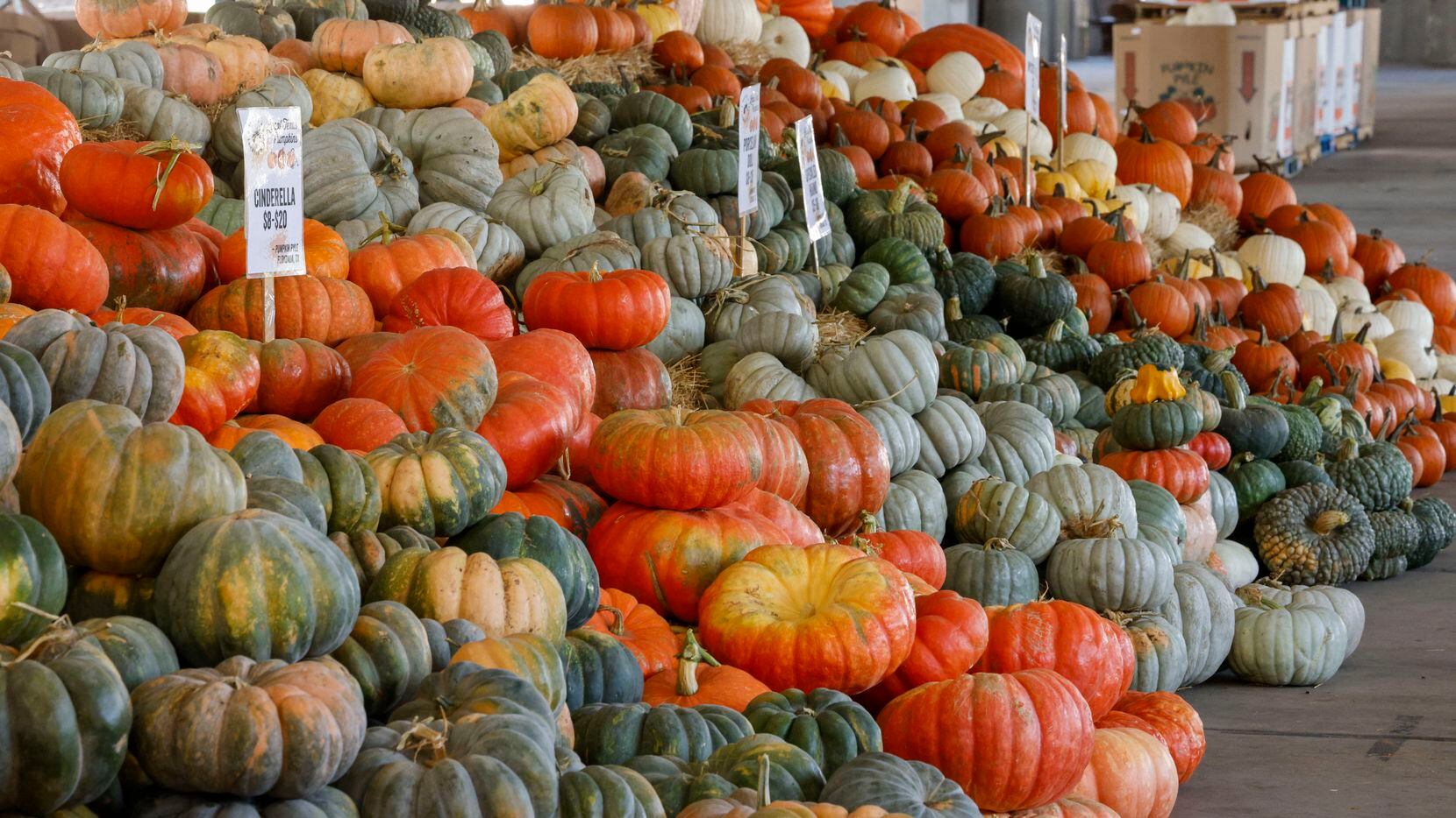 Various types of Texas-grown pumpkins are available at the pumpkin patch at the Dallas...