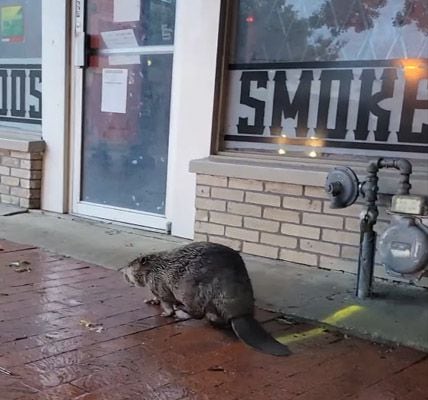 A beaver was spotted walking through the arts district in downtown Plano after heavy rain...