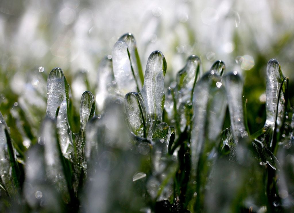 Ice from a sprinkler system covered grass along Abrams Road in East Dallas on March 5, 2019. In Dallas, temperatures dipped to 21 degrees, the lowest temperature of the year.
