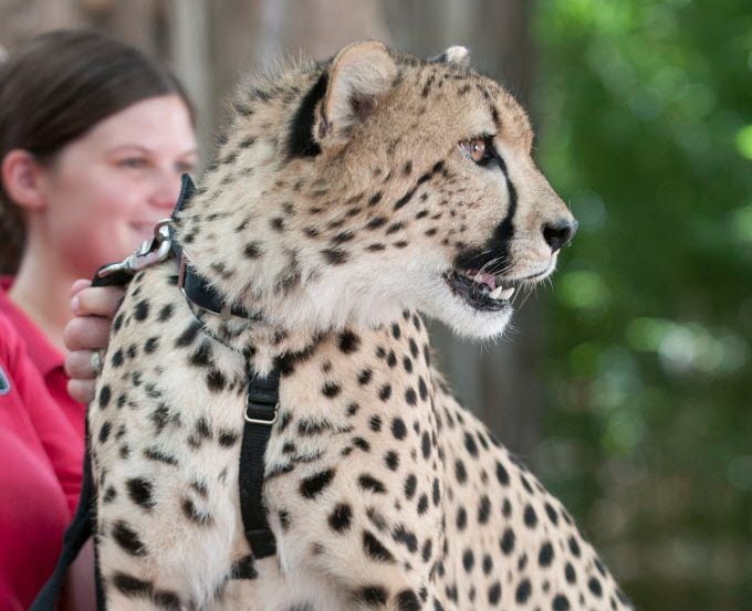  Cheetah at the Dallas Zoo