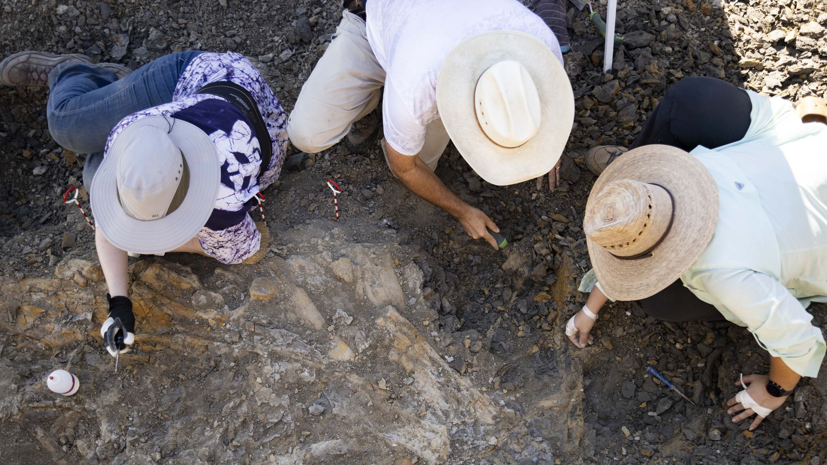 paleontologist digging