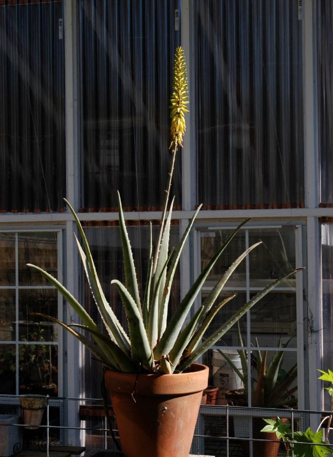 How To Keep Your Aloe Vera Plant As Healthy As Possible