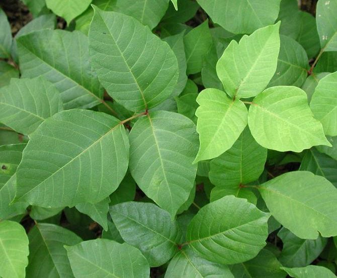 It’s poison ivy season: What you need to know