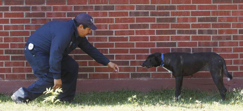 Dallas Animal Services animal control officer Esteban Rodriguez approached a dog left loose...