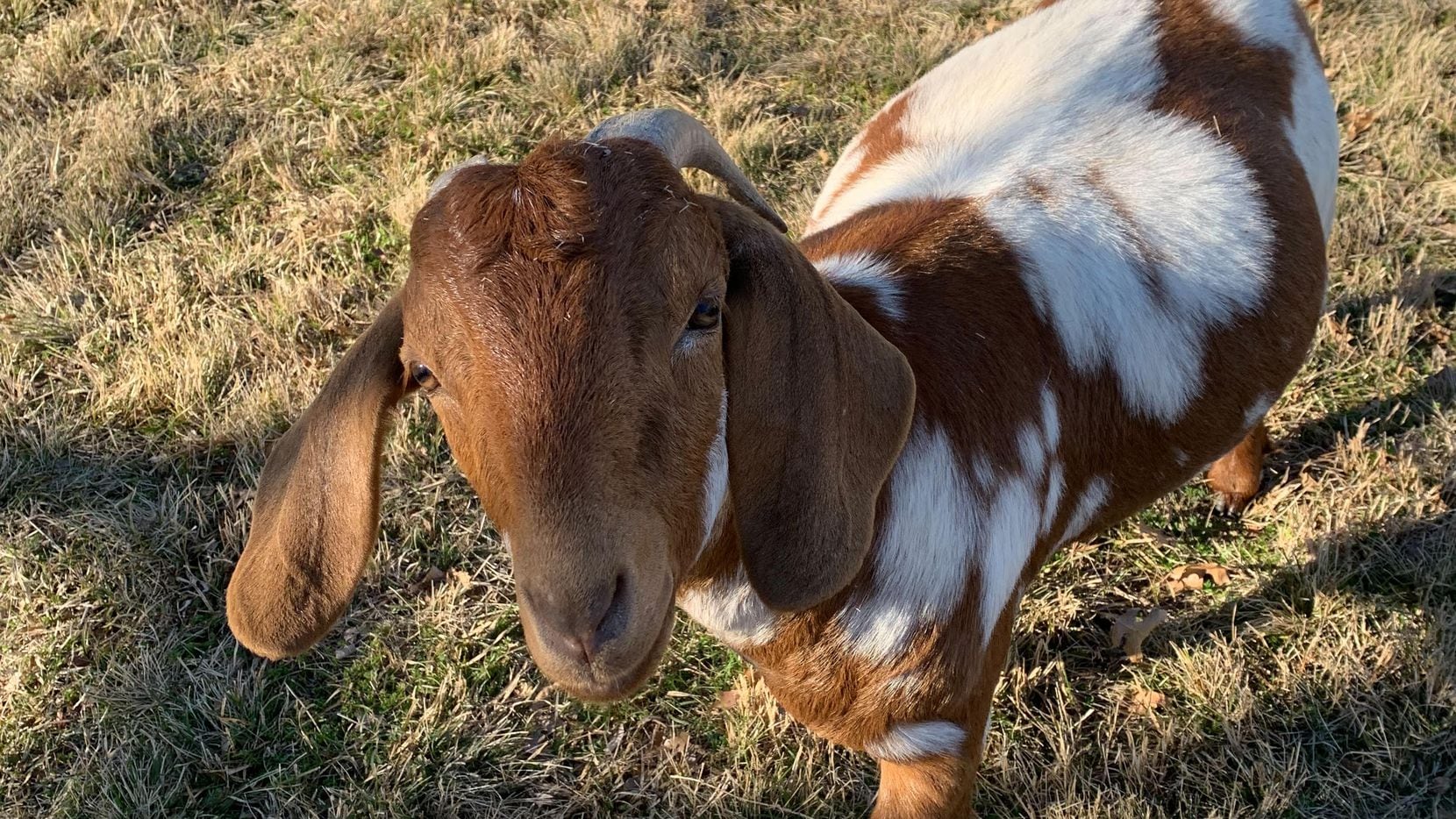 farm goat