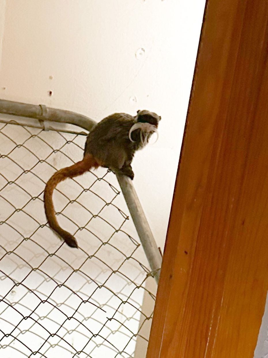 Police said they found emperor tamarin monkeys that were missing from the Dallas Zoo on...