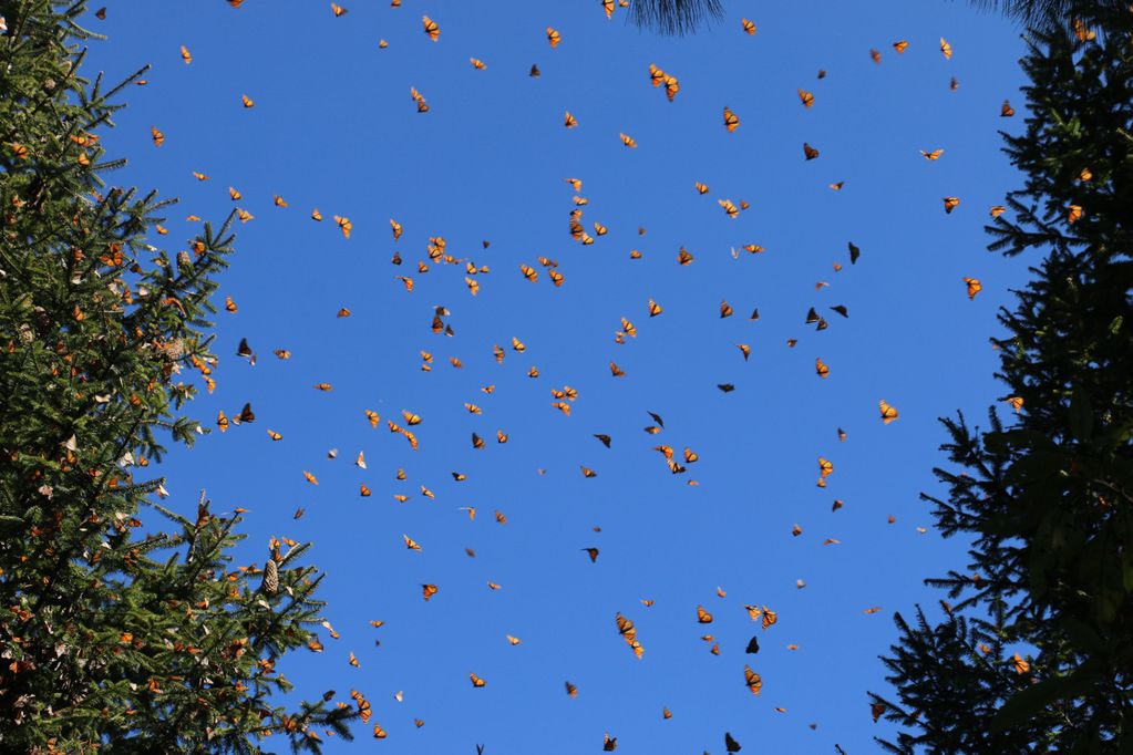 Las mariposas monarca viajan hacia el sur. Este fin de semana hubo tantas que los radares...