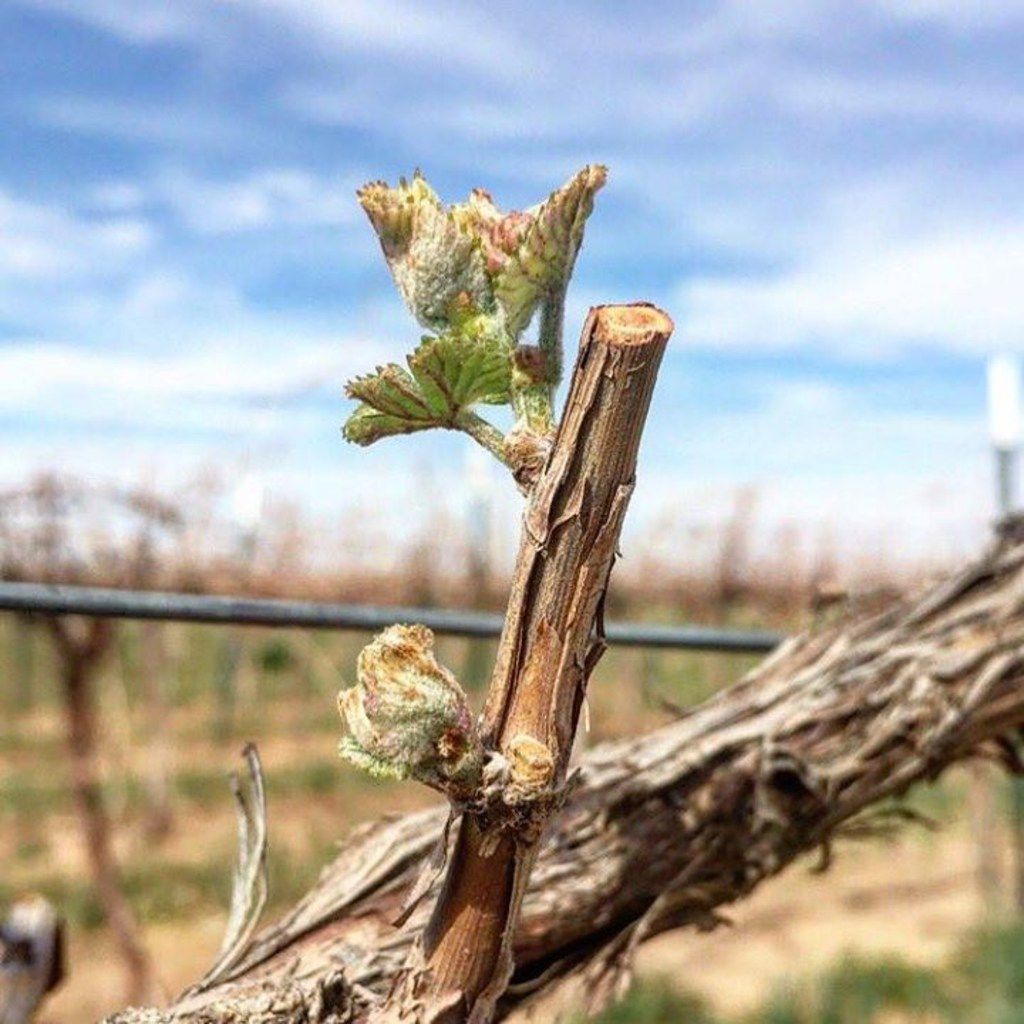 Budding West Texas wine grapes in the Texas High Plains AVA 
