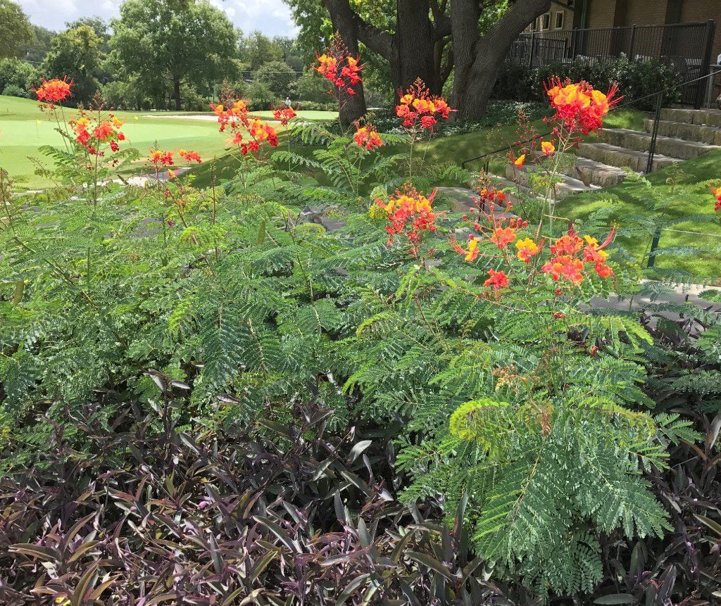 This Beautiful Tropical Plant From Barbados Is A Great Addition To Texas Gardens