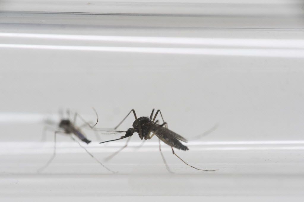 Aedes aegypti mosquitoes sit inside a glass tube at the Fiocruz institute where they have...