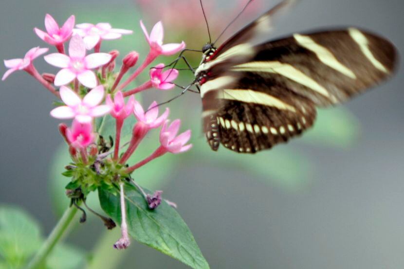 A zebra longwing butterfly, usually found at the southern tip of Texas, nectars on pentas...