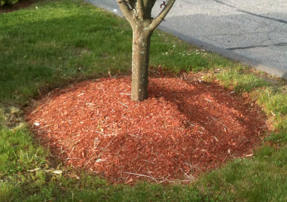 Dyed wood mulches are used everywhere, but they shouldn’t be used anywhere. They have bad...