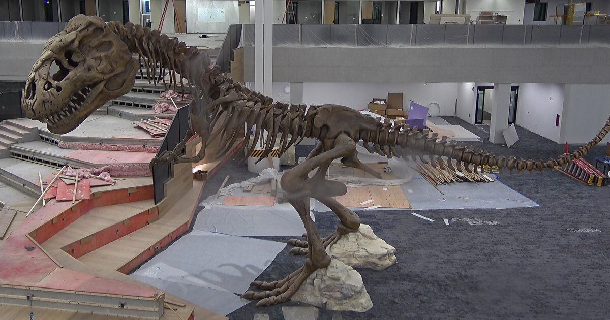 Frisco Public Library’s new T. rex makes her debut