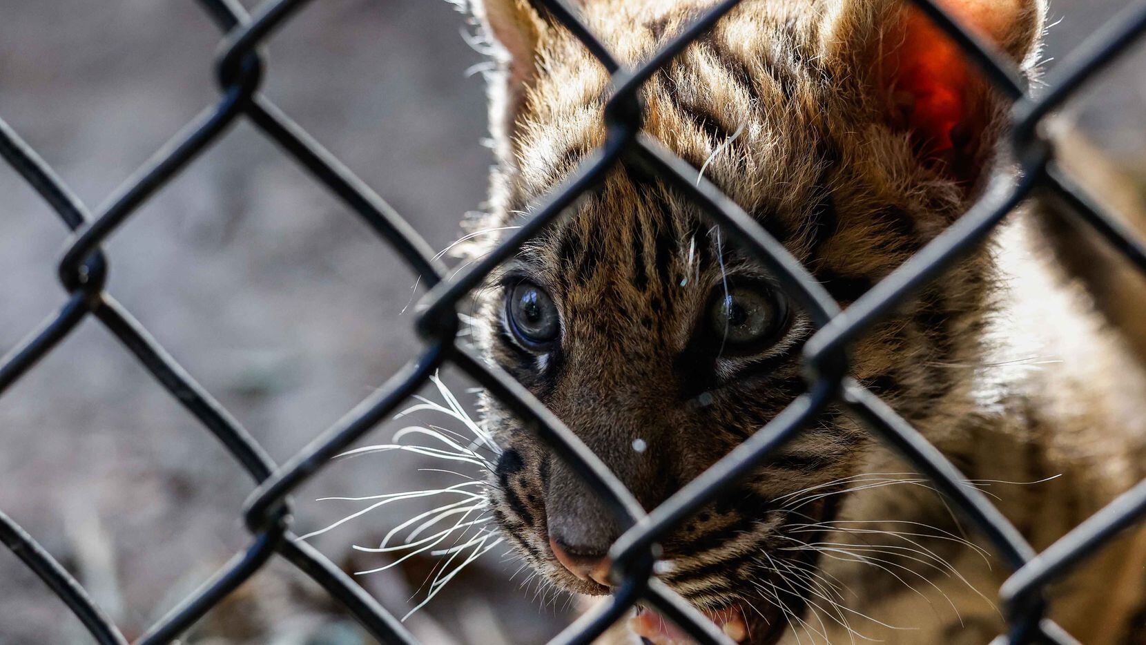 A nine-week-old tiger cub spends time in their habitat for the first time at the Dallas Zoo...