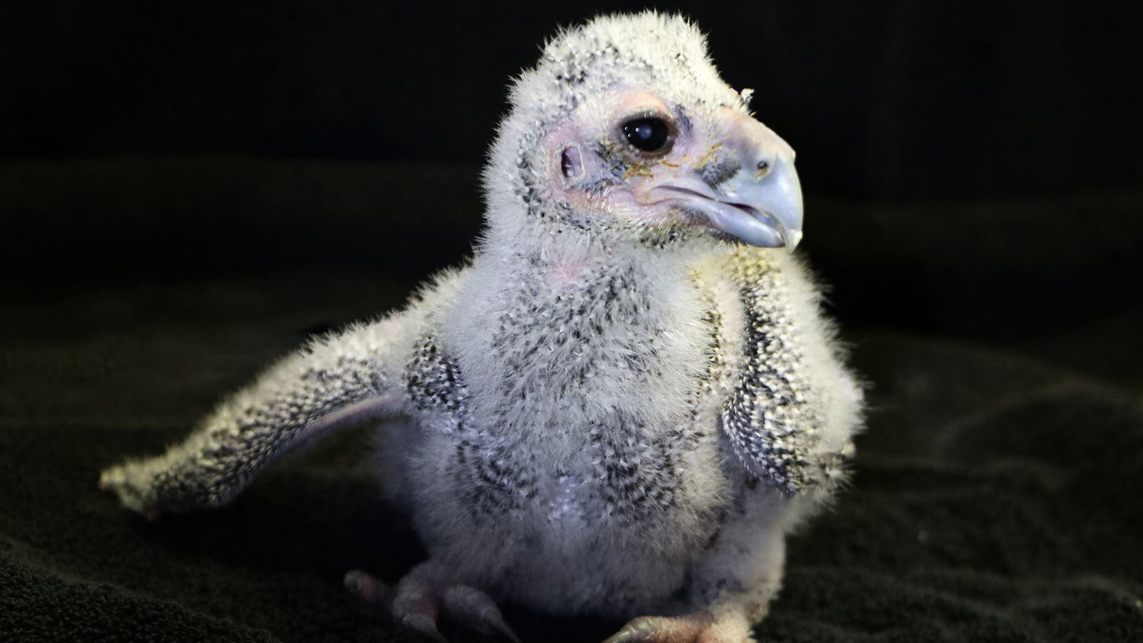 Hodari, a female milky eagle owl, was brought to Dallas as an egg from Zoo Atlanta to be...