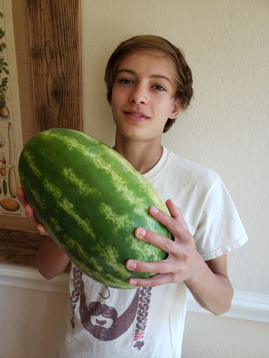 Mason Marsh shows a watermelon harvested from his family’s garden in Grapevine.