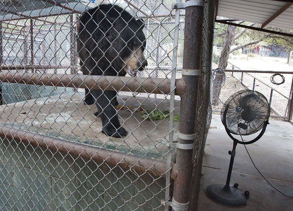Chloe, a female North American black bear at the Austin Zoo, paces back and forth in front...