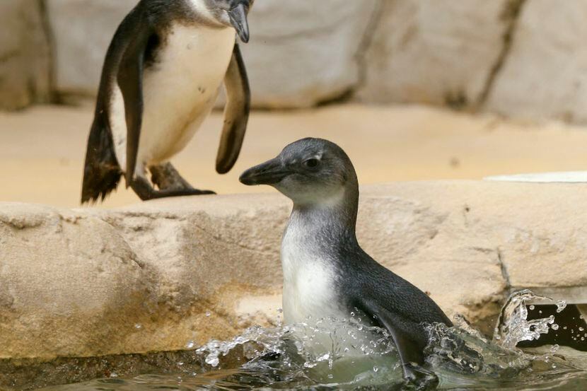 The Dallas Zoo's brother-sister penguin chick pair, Opus and Moshi, take their first swim in...