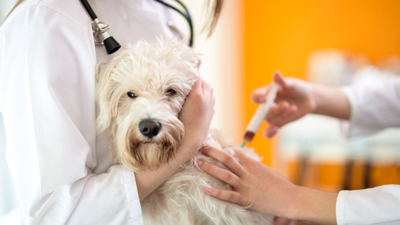 Vacunas gratis para mascotas este 20 de noviembre en Lancaster