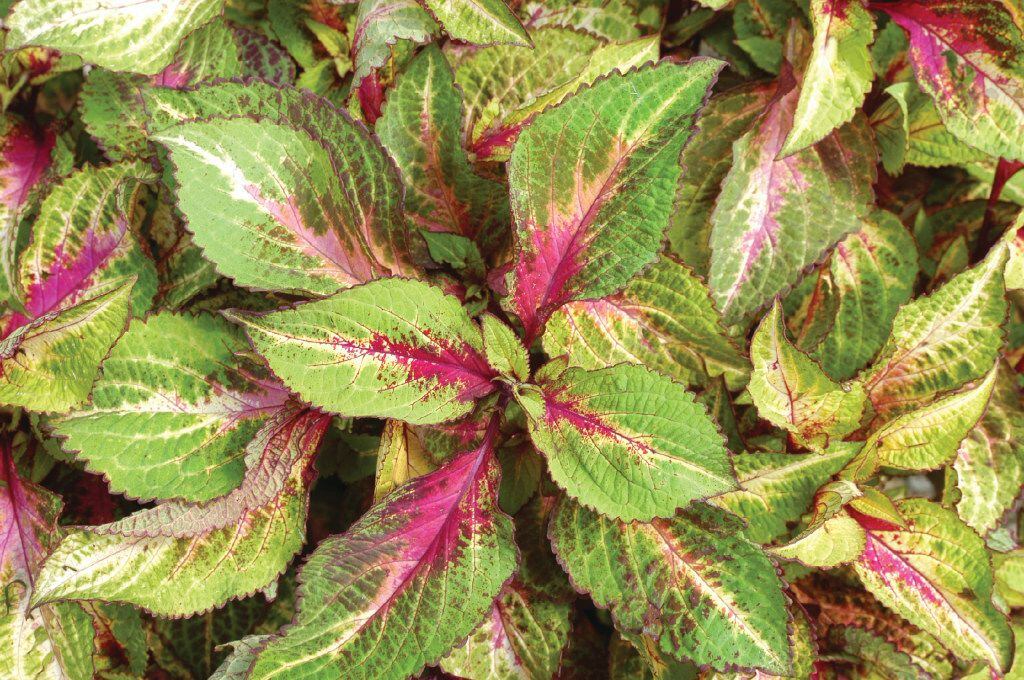'Rose to Lime Magic' from Versa coleus collection from Ball Horticultural Company.
