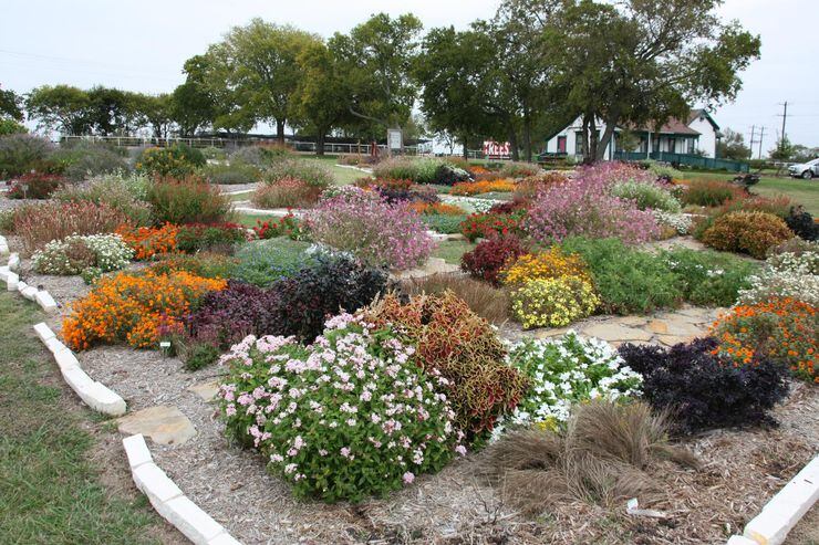 White Flowers for Central Texas - Lisa's Landscape & Design