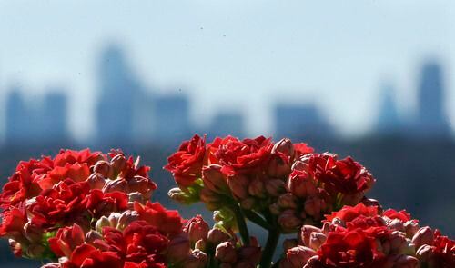 Las flores reaparecen a lo largo de Dallas. El miércoles arranca la primavera. DANIEL...