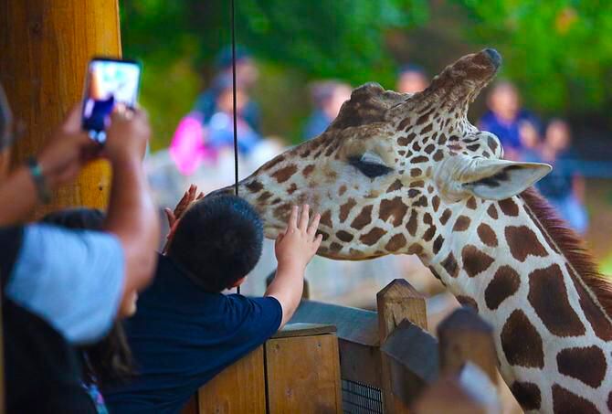 
Children fed a giraffe in the rain at the Dallas Zoo on dollar admission day Thursday....