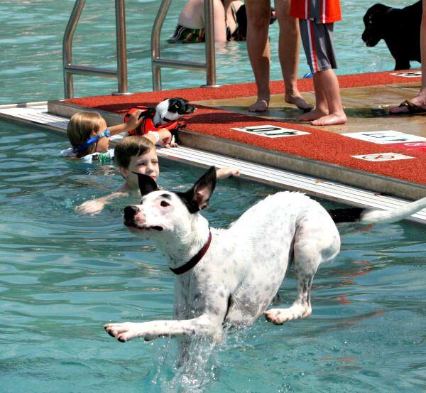 Pup dives in the pool in chase of a ball during Dog-A-Poolooza splash day at Holford Pool in...