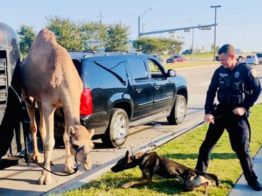 McKinney police officer Brad Williams and his K-9 colleague Jedi responded to a camel (and its driver) over the weekend.