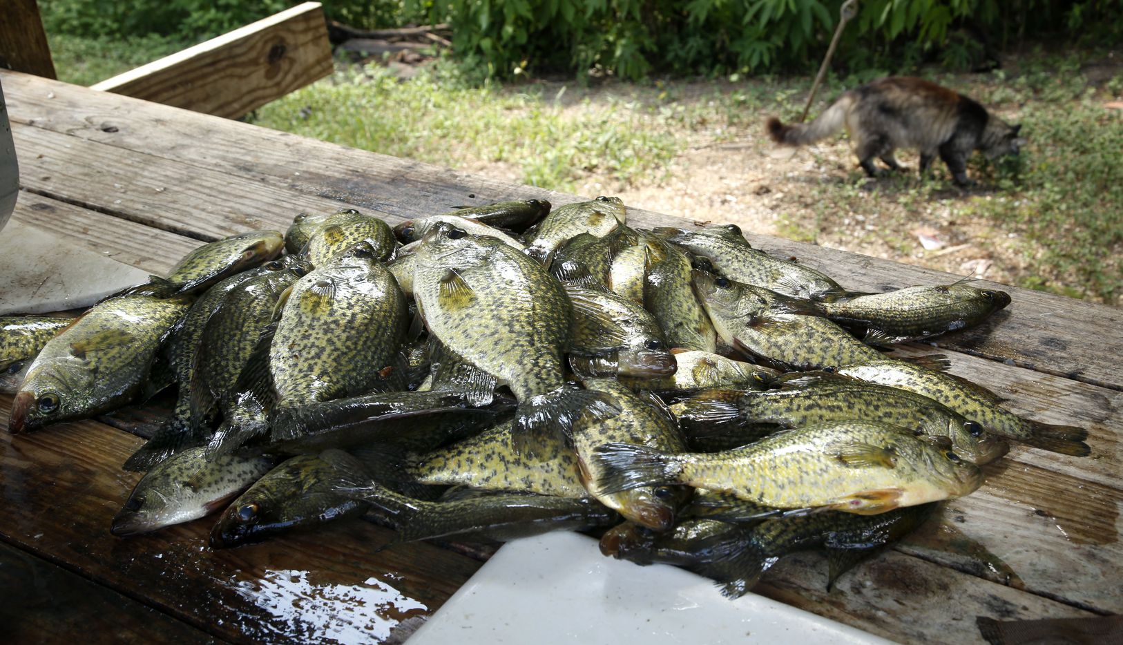 An early-morning haul of crappie lies on the cleaning table as a stray cat eats fish scraps...